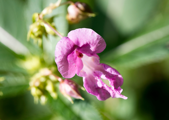 Impatiens glandulifera