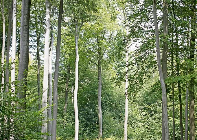 Walking on wild forest