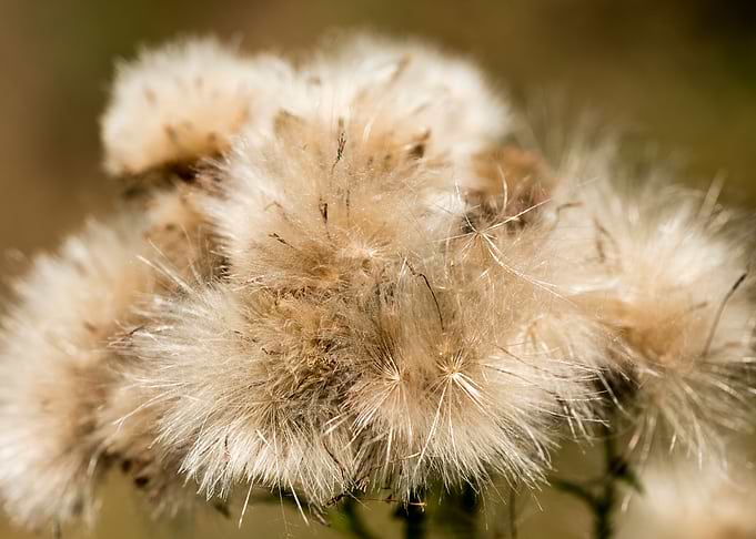 Dandelion blow up flower