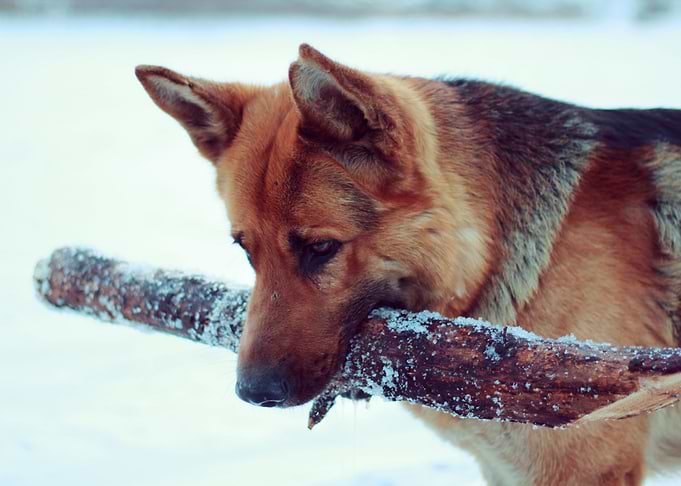 German Shepherd