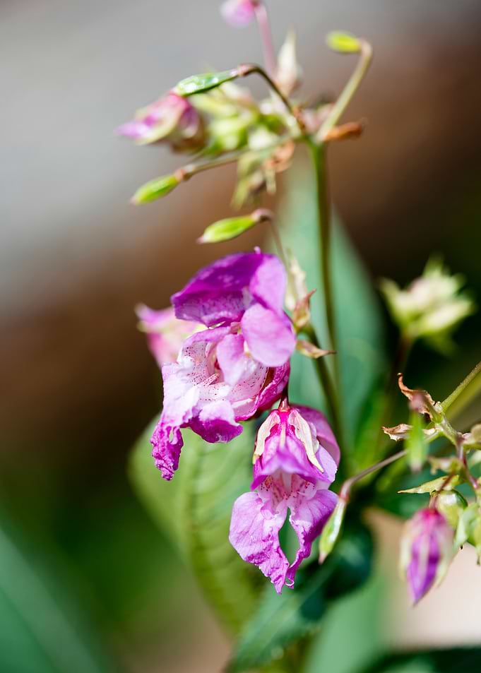 Impatiens glandulifera