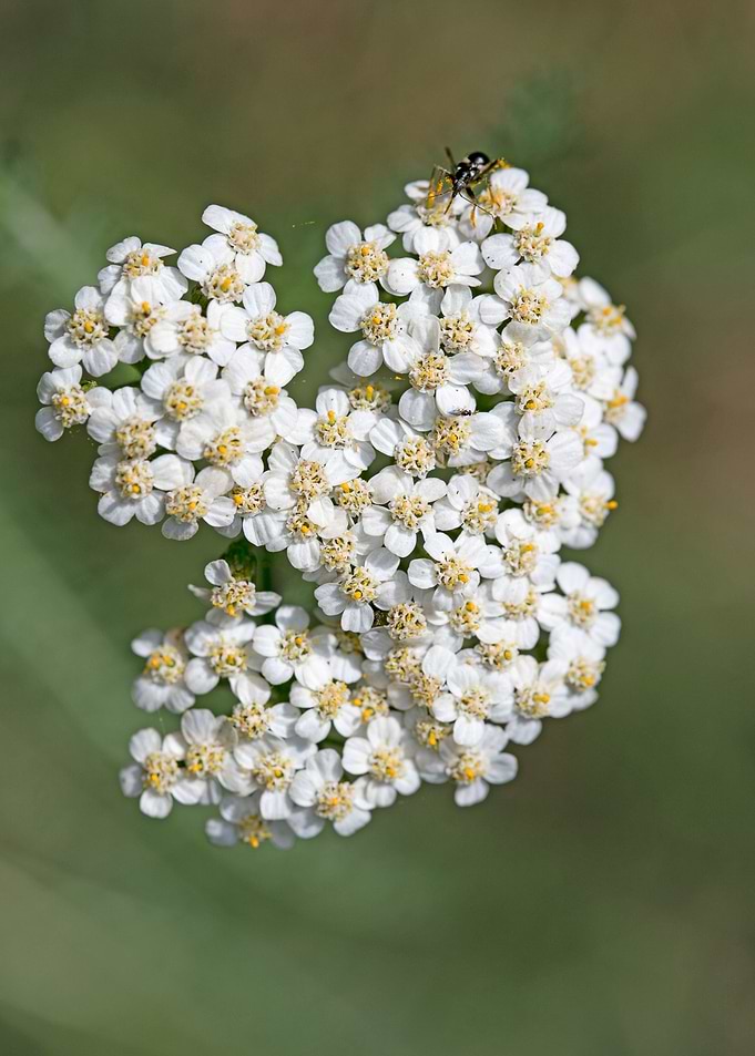 Achillea millefolium macro