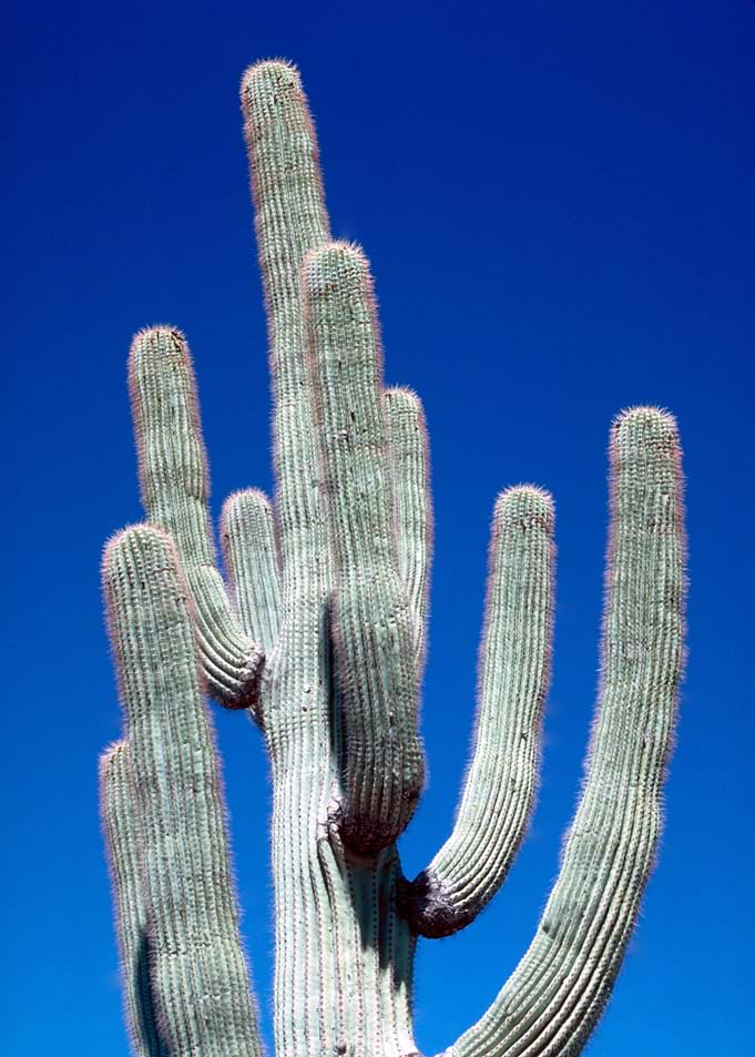 Saguaro Cactus