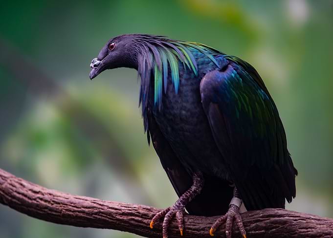 Nicobar Pigeon