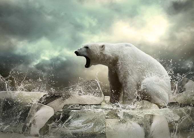 Polar Bear