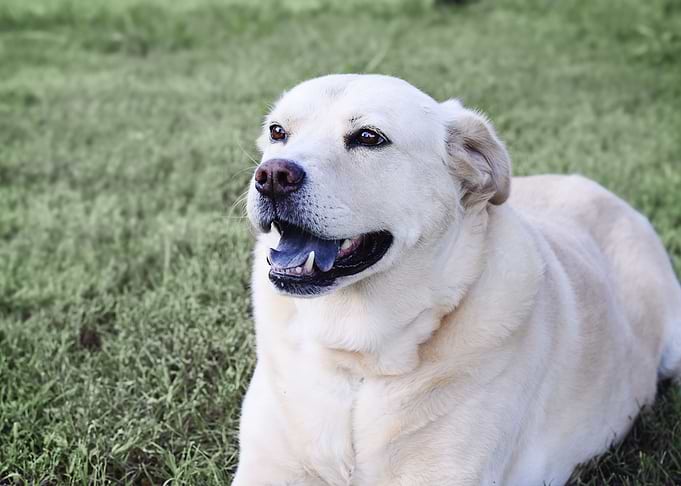dog