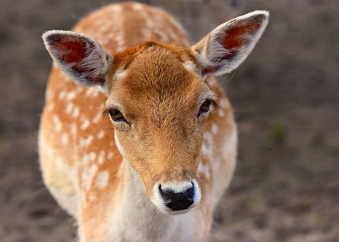 fallow deer wall art