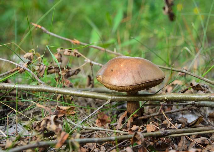 Brownie Mushroom