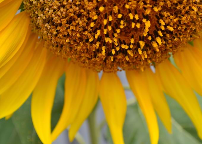 Sunflower Days