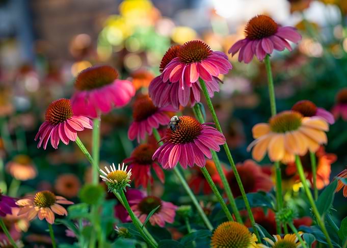 Coneflowers
