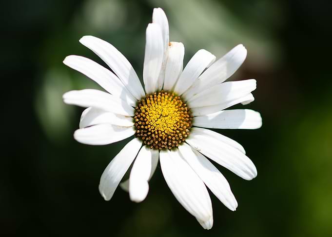 Chamomile up close
