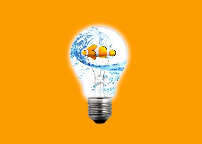 fish