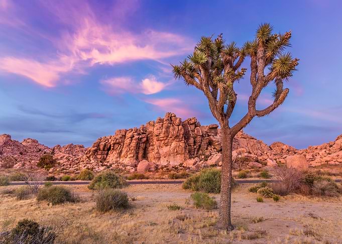 Joshua Tree evening view