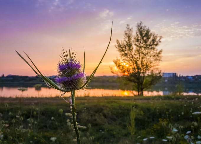 teasel