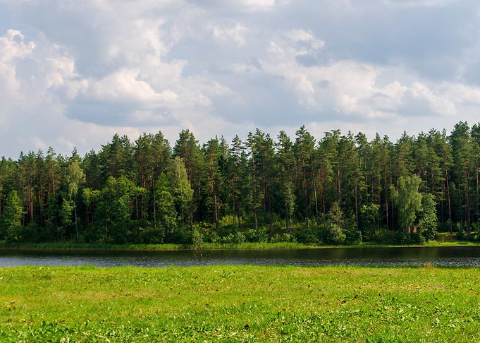 Saldutiskis Forest