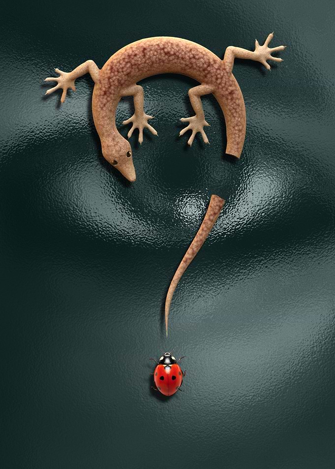 Lizard and Ladybird