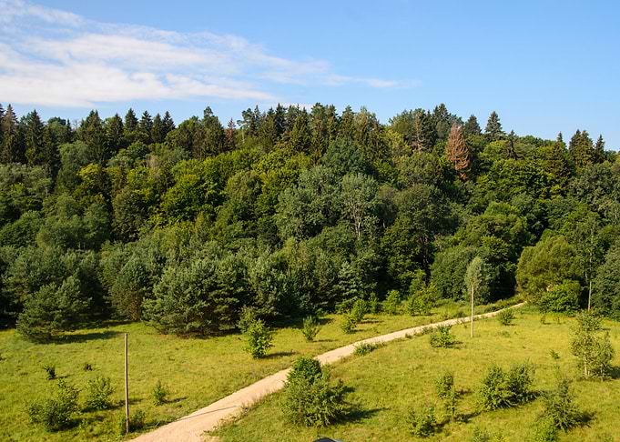 Birstonas Forest