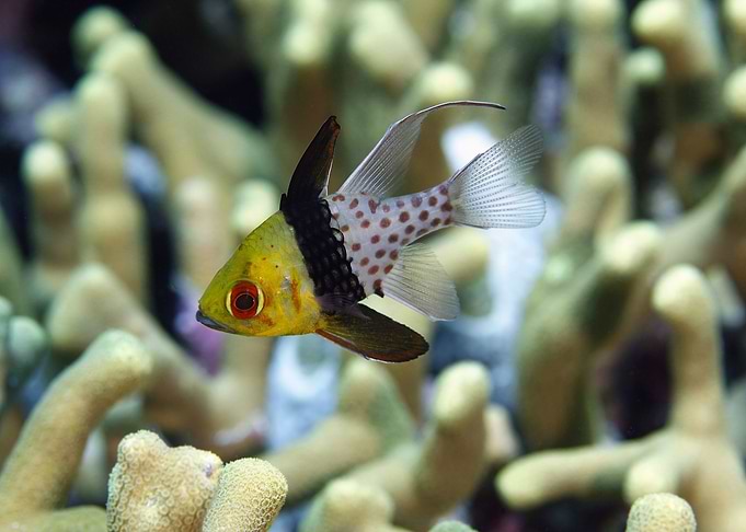 CARDINALFISH tropical fish