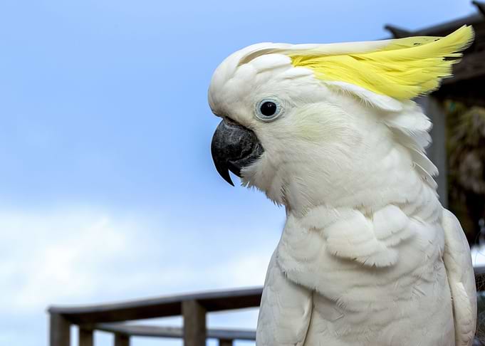 Cockatoo Parrot