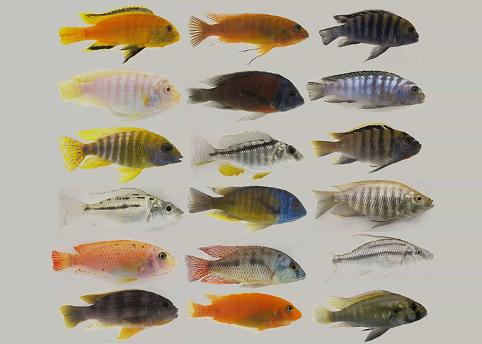 Tropical Fish