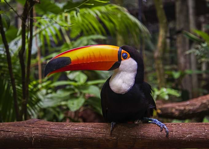 Beautiful Toucan