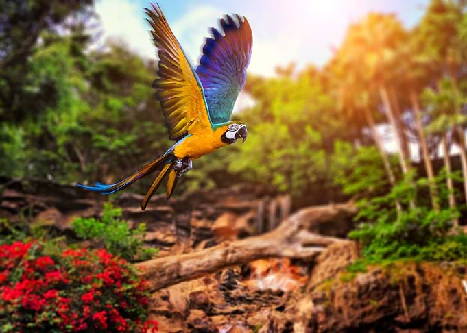 Beautiful Parrot