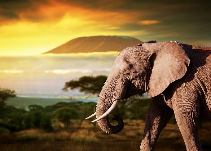 Elephants