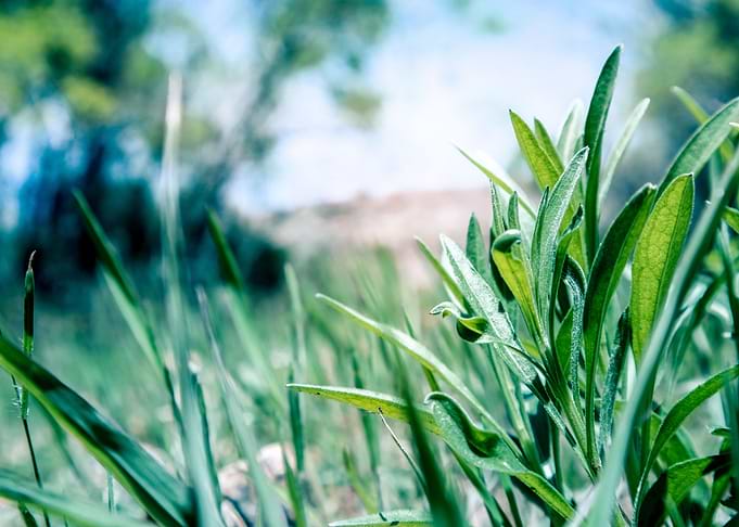 Macro of grass