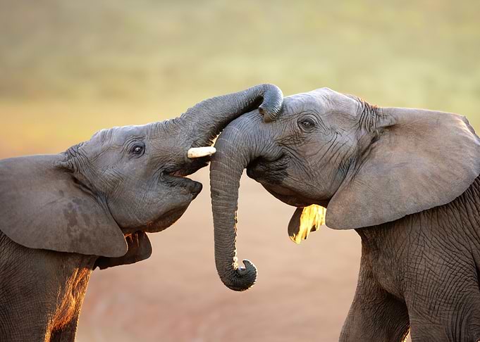Elephants