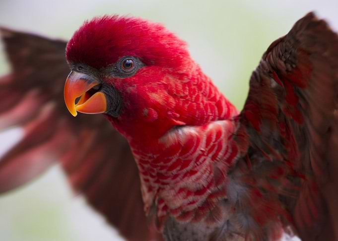 Lory Parrot