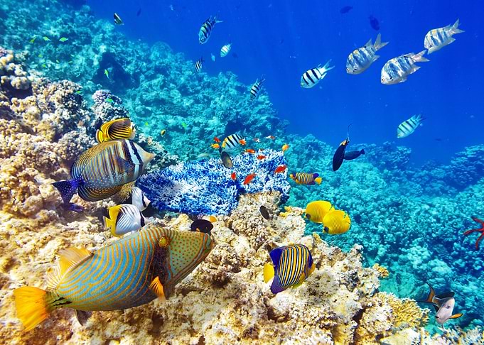 Underwater world
