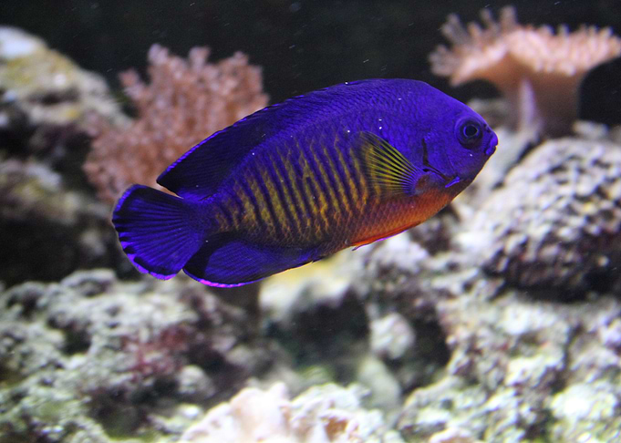 Tropical Fish