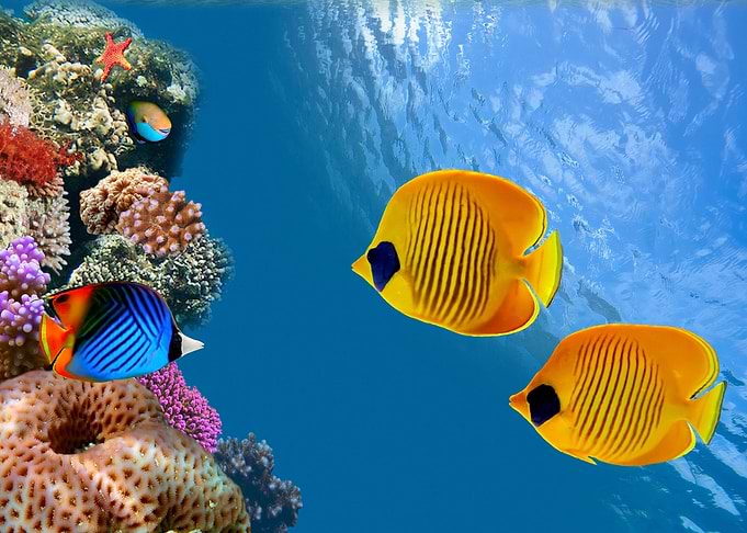 Underwater world