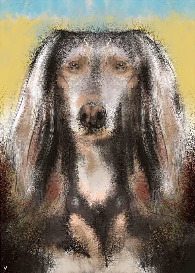 saluki dog