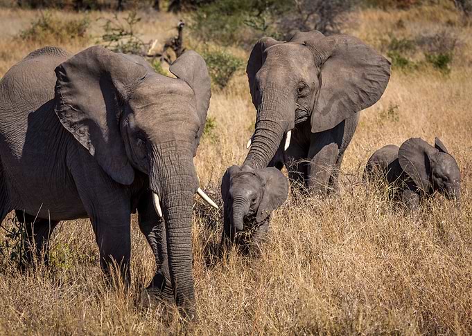 Elephants