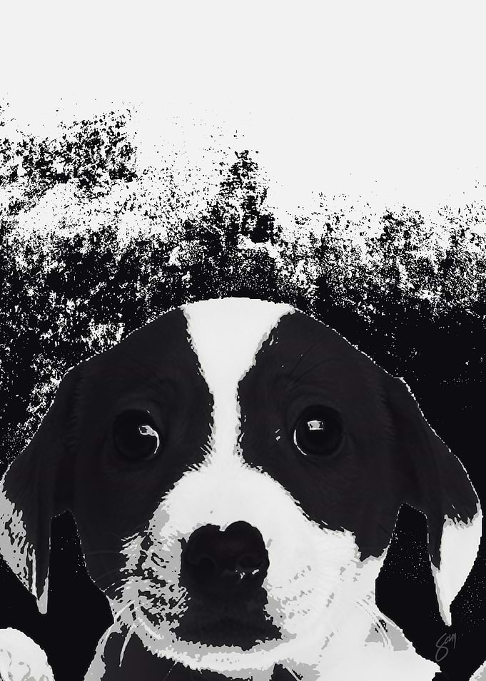 PUPPY Pitbull