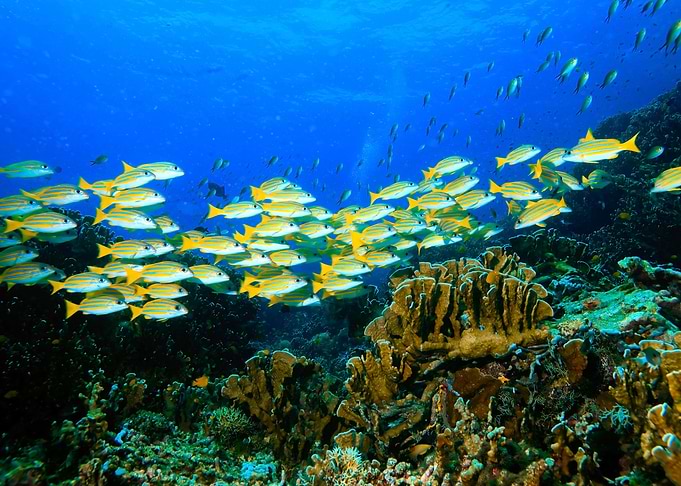 Underwater world