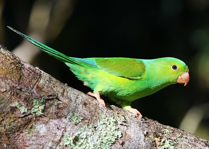 Parrot
