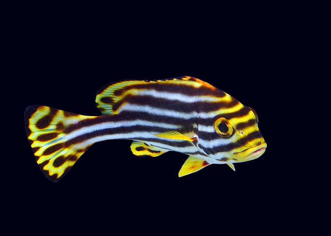 Tropical Fish