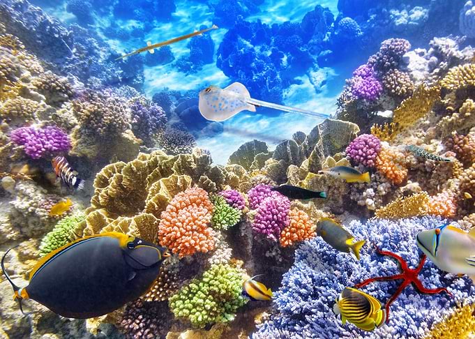 Coral reef with fish