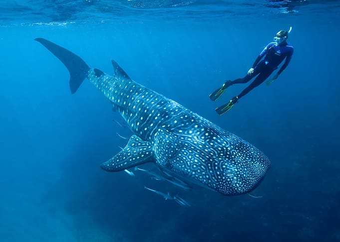 Whale Shark Underwater