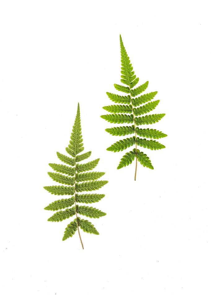 Polypodium
