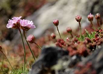 Wild irish flowers