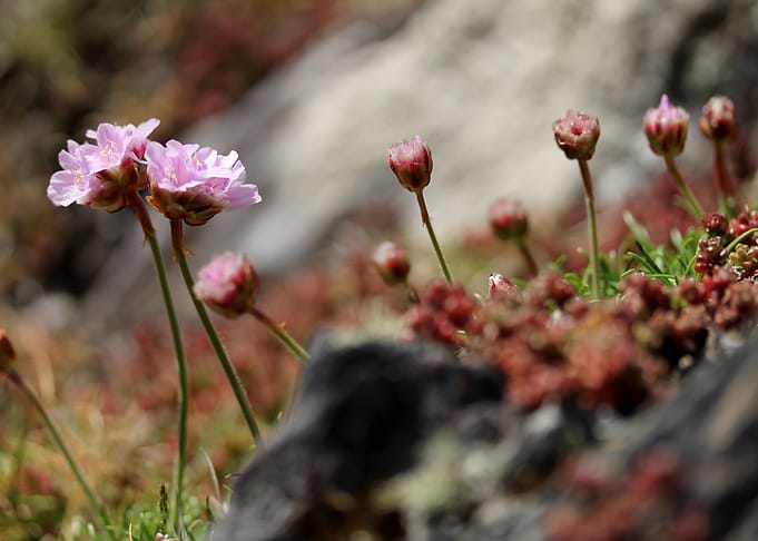 Wild irish flowers