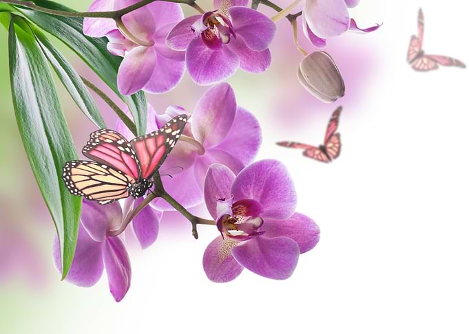 Beautiful Butterfly