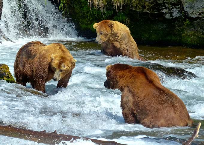 Brown Bears