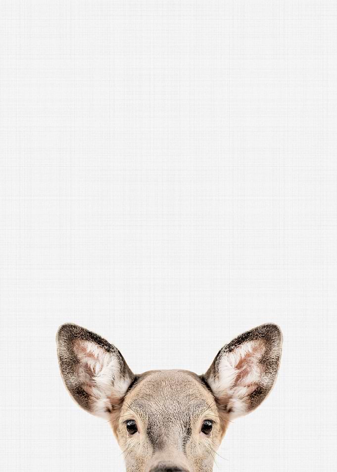 Doe Portrait