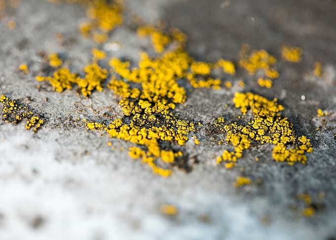 Trippy lichens on metal
