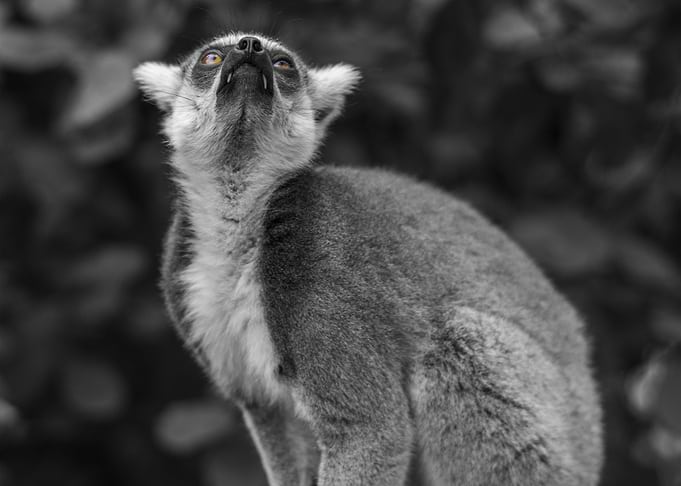 Ringtailed lemur