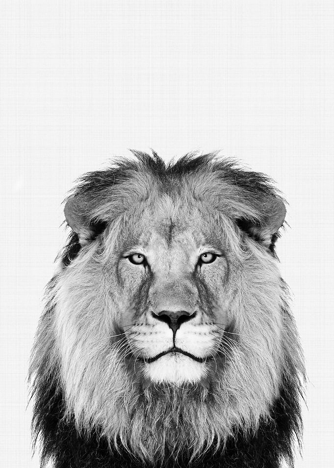 Lion Portrait BW